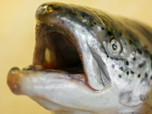 La bioénergétique pour les enfants : avantages et précautions à prendre