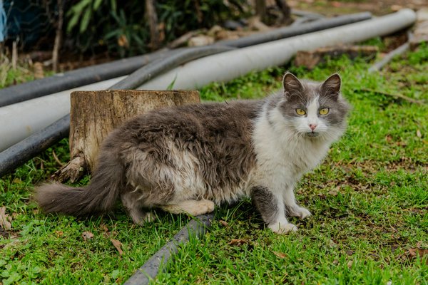 Découvrez les produits aloe vera forever pour booster votre santé